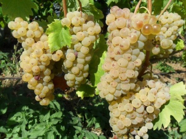 bijelo-grozde-grasevina-slika-87227425