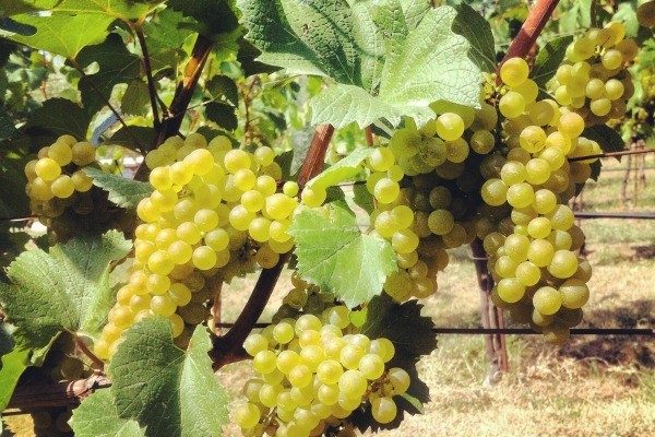 luksuz-lifestyle-vino-castel-savina-sardone-01 (12)