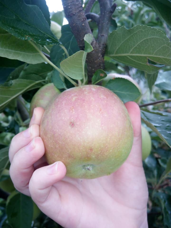 jabuka sadnice silja
