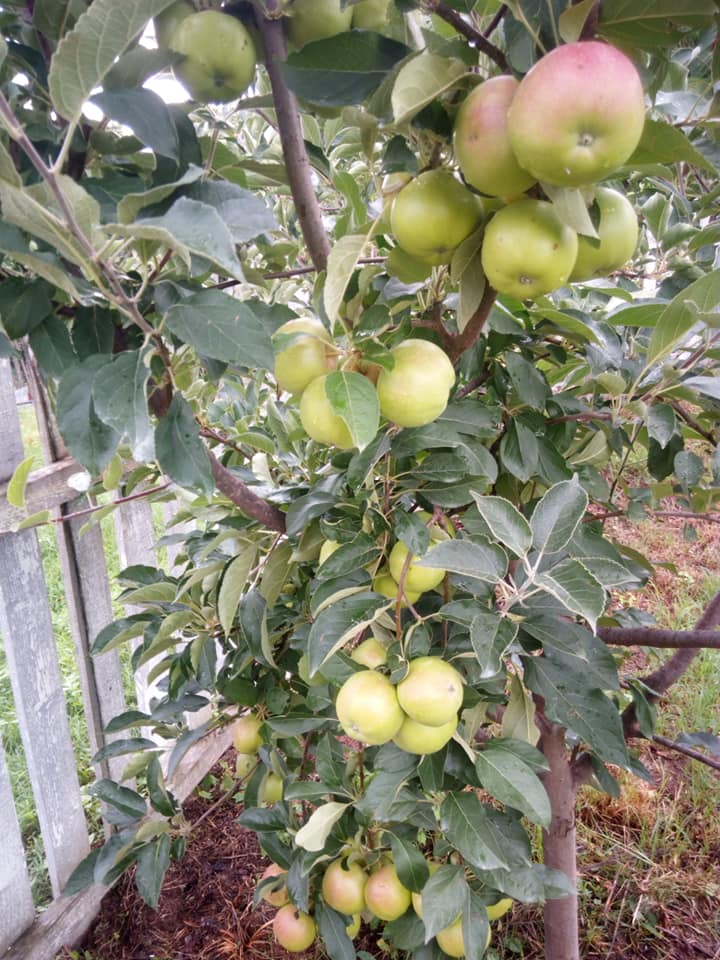 jabuka sadnice silja2