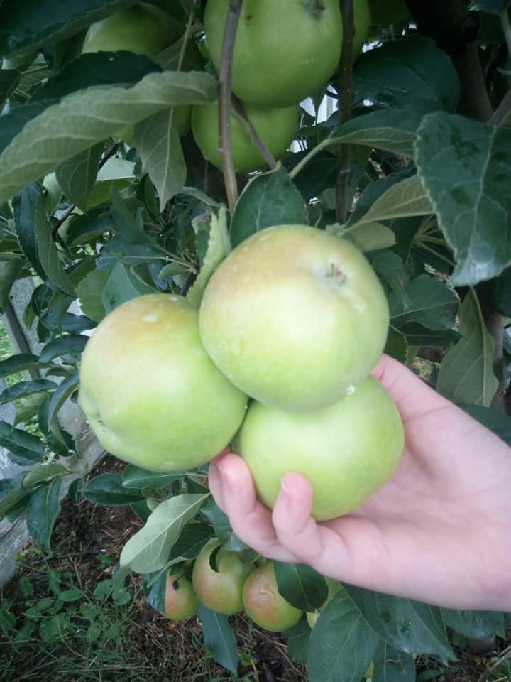 jabuka sadnice