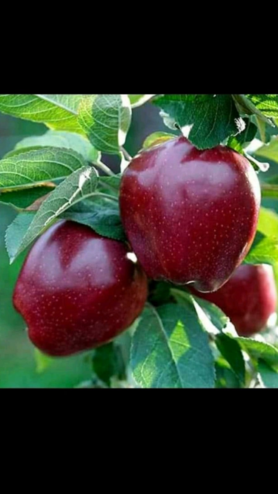 jabuka sadnica